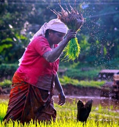 भारतीय कृषी व महिलांची भूमिका