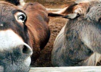 गाढवाच्या लीद पासून खाण्याचा मसाला,हिंदू युवा वाहिनीचा नेता अटकेत