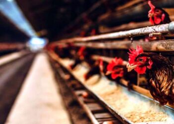 बर्ड फ्लू ने मोडले पोल्ट्री व्यावसायाचे कंबरडे..