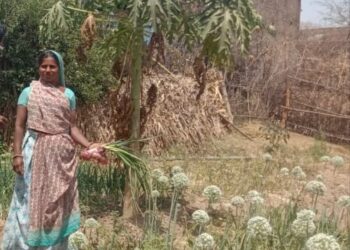 जैविक शेती- कांदा पिकाने आणले केसरबाई बामनिया च्या जिवनात आनंद अश्रू