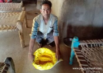 हळद पीक Turmeric farming