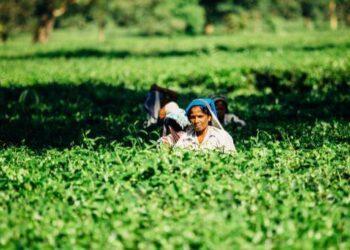 विकास दर