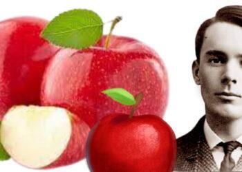 ‘सफरचंद’ हे नाव आलं कुठून? जाणून घ्या,शब्दांचे प्रवास