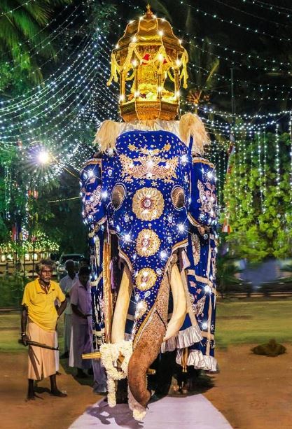 श्रीलंका हत्ती नंदुगमुवा राजा nalagiri hatti नालागिरी हत्ती Sri Lanka: Asia's most famous elephant king Nandugamuwa dies
