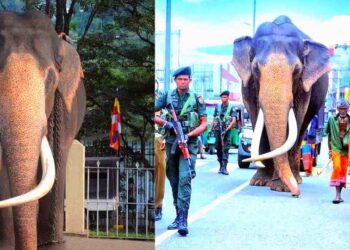 श्रीलंका हत्ती नंदुगमुवा राजा