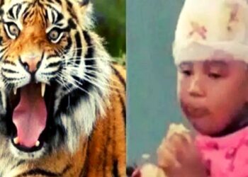 आई वाघाशी भिडली A mother fought with a tiger; A mother can do anything to save her child