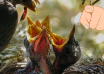 ग्लोबल हंगर इंडेक्स : जागतिक भूक निर्देशांकात भारताची स्थिती 'अत्यंत गंभीर' Global Hunger Index: India's position in the index is 'very serious'