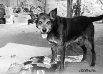 1-month-old baby attacked by stray dog ​​in hospital in Sirohi भटक्या कुत्र्याने चावा बाळाचा मृत्यू