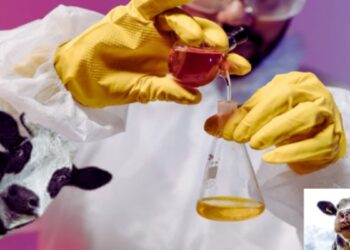 गोमूत्र Drinking cow urine is harmful to humans; Research