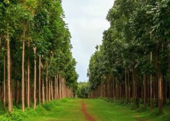 महोगनी झाड वृक्ष mahogni tree mahogany tree