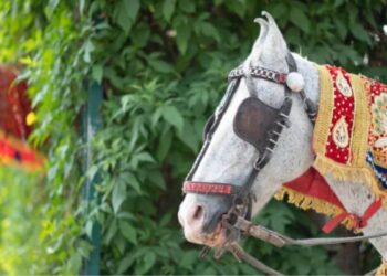 दलित नवरदेव घोडी मारहाण जातीयवाद Dalit groom on mare Beaten up by the so-called upper castes