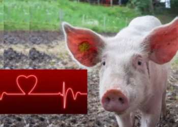 डुकराचे हृदय man was implanted with a pig's heart