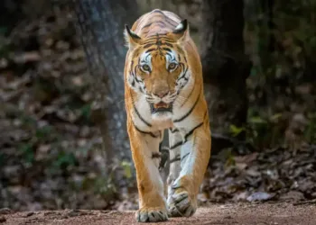चंद्रपूर वाघिणीला पकडण्यात यश Man-Eating Tigress T-83 Successfully Captured After Three Years