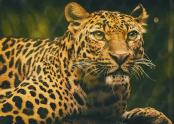 7 बळी घेणाऱ्या उदयपूर च्या नरभक्षक बिबट्याला ठार मारण्याचे आदेश