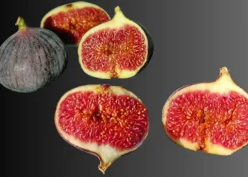 अंजीर मांसाहारी